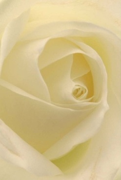 Here in Southfields, a single, pristine ivory rose unfurls its petals, each one soft and translucent, capturing the delicate interplay between nature's artistry and a florist's skill. The petal's velvety texture and pale lemon undertones reflect light in a way that feels like early morning on Replingham Road-gentle, comforting, and new. The image offers a sense of calm, as if the rose were a quietly spoken message of love, a celebration's promise, or a respectful gesture for times of loss. Every layer seems to invite your touch, the suggestion of silk and cool porcelain evoking both elegance and accessibility. This rose is more than a flower; it's a vessel of feeling, capable of conveying anniversary wishes or silent support to a friend in need nearby King George's Park. The overall effect is timeless, the kind of detailed artistry and thoughtful presentation for which Southfields flower shops are cherished, filling homes with understated fragrance and heartfelt sentiment.